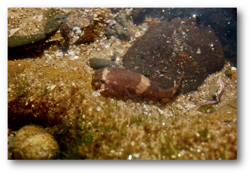 California Clingfish