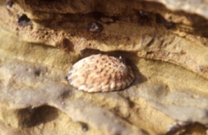 Owl Limpet