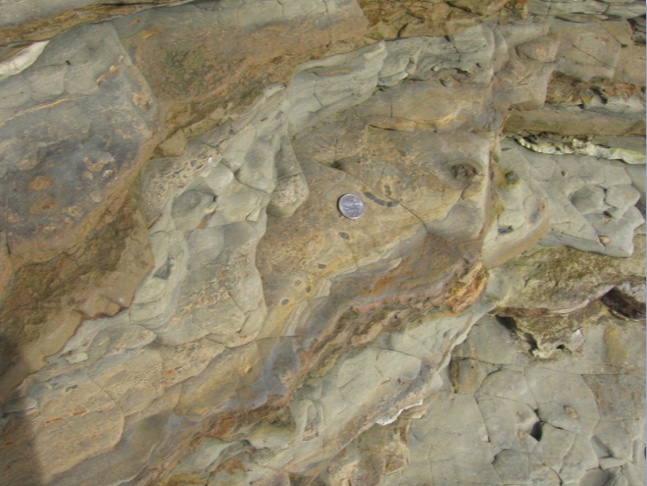 Trace Fossils of CNM