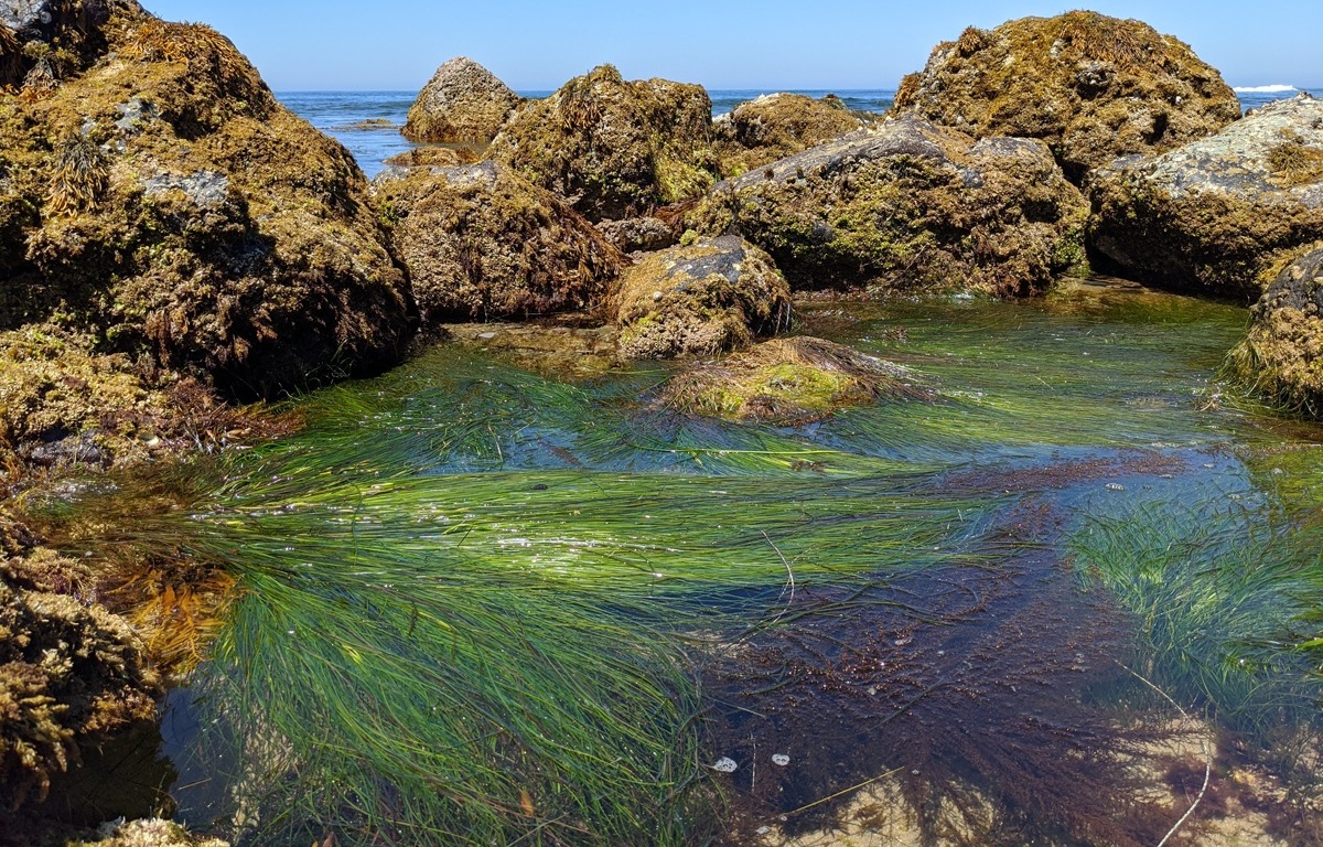 Green grass floating in a pool of water at the ocean