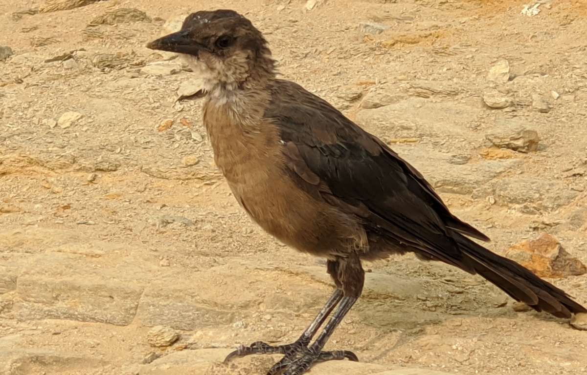 Small crow sized brown bird with black feathers stands on sandstone.