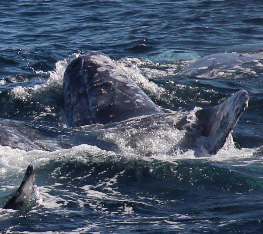 The head of a gray whale surfaces to breathe