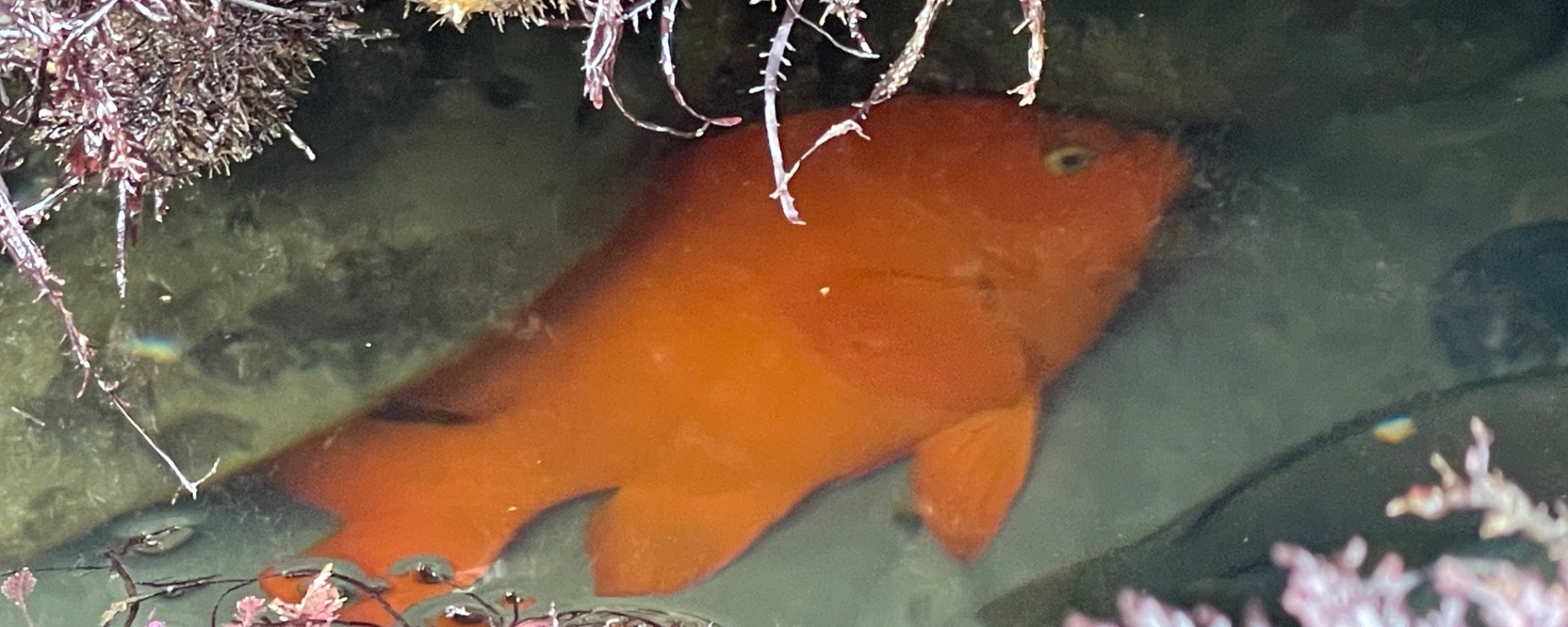 A large orange goldfish under a rock