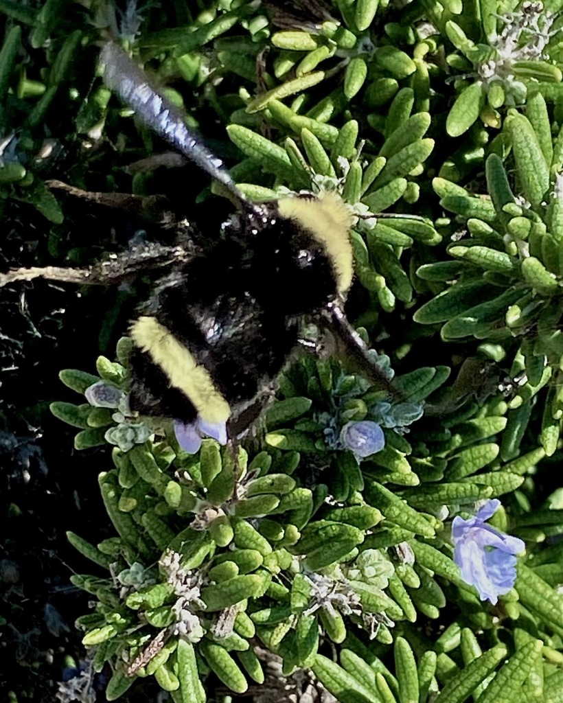 A black and yellow bumblebee on top of green plants.