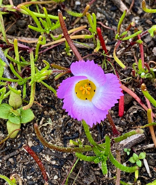 A circular purple flower with a white and yellow center.