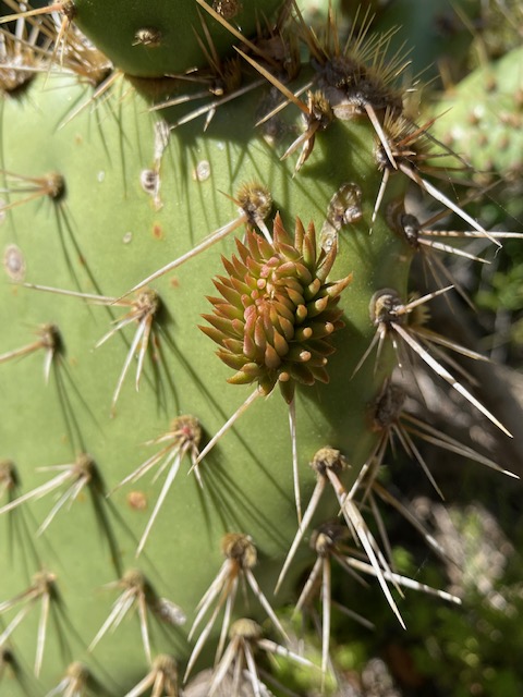 A closeup of a spiky cactus plant.