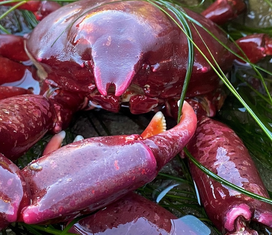 The picture shows a close-up of a deep red crab with a glossy, wet surface, nestled among some green, grass-like aquatic plants. The crab's shell and claws have a mottled pattern with shades of maroon and spots of white. Its claws are large and one is partially raised, revealing a hint of white from its underside. The background is blurred, focusing attention on the crab's detailed texture and vibrant color.