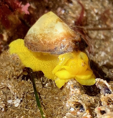 A small yellow sea slug