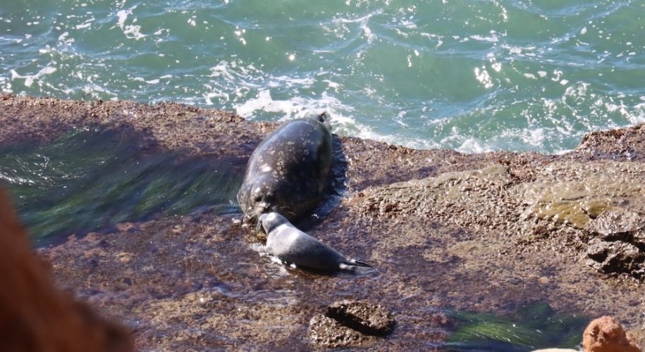 The picture shows two seals on a rocky outcrop by the sea. The water is a vibrant turquoise and is gently lapping against the rocks. The seal in the foreground is lying down, facing the camera, and appears to be resting or sunbathing. The other seal is behind it and seems to be in the process of moving, possibly about to enter the water. The rocks are brown and rugged, with some wet patches indicating the tide level. The sun is shining, creating a sparkling effect on the water's surface.